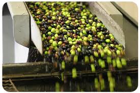 3265_zeytin6