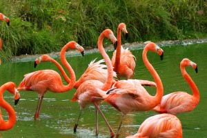 3331_flamingo1