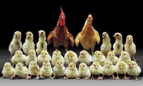 aile7