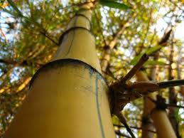 Çin Bambu Ağacı Nedir?