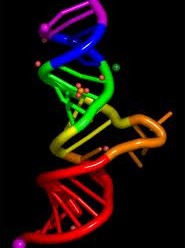 RNA Nedir? Türleri Nelerdir?
