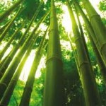çin bambu