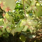 3399_findik-