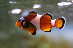 3479_clown_fish