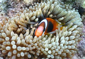 3479_clownfishahole