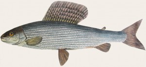 3498_thymallus-thymallus_01
