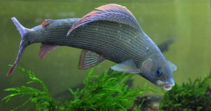 3498_thymallus_thymallus_hd6206