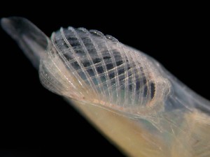 Branchiostoma caribaeum