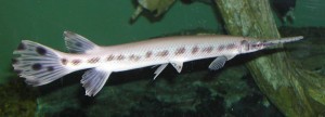 3545_zargana1