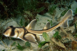 3561_port-jackson-shark-heterodontus-mark-spencer