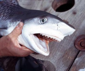 Kaplan Köpek Balığı