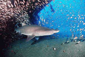 3579_lamniformes_odontaspis_