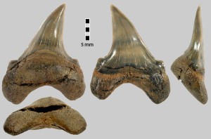 3579_parotodus_svk