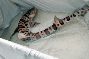 3684_taban3