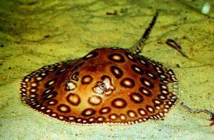 3749_potamotrygon_motoro