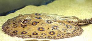 3749_potamotrygon_motoro2