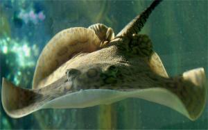 3749_potamotrygon_motoro3