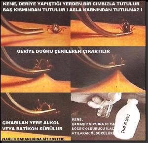 3752_kene2