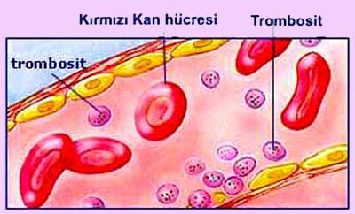 Sosyal medya türleri nelerdir