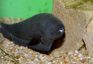 3777_apteronotus_albifrons1