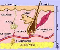 3783_derii