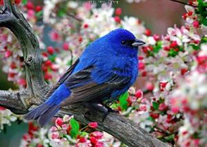 3832_b-370584-mavi_bulbul