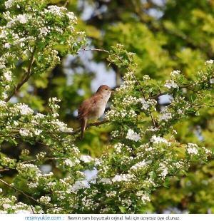 3832_bulbul-kusu