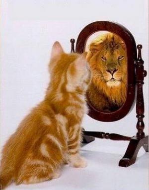 4041_kedi-aslan