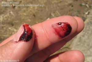 4043_dactylopius-coccus
