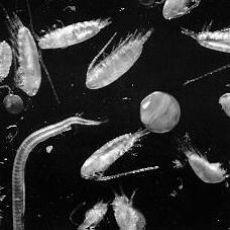 4088_plankton