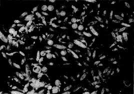 4088_plankton_3