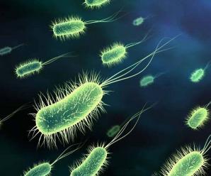 Mikroorganizma Nedir?