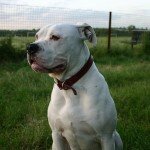 4221_bulldog