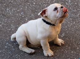 4221_bulldog3