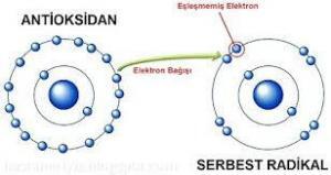 4259_antioksidan