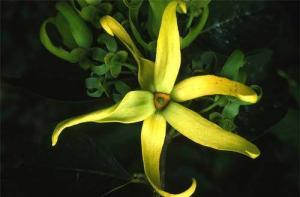 4260_ylang