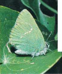 Solungaç-İplik Kanatlı Kelebekler