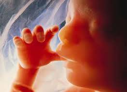 4388_baby1