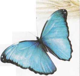4389_morfo