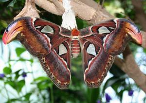 4395_attacus_edwardsi[resim1]