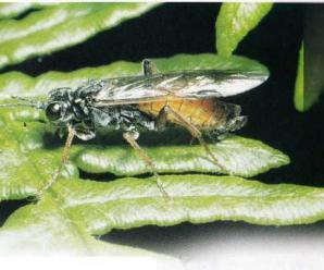 Eşek Arıları (Hymenoptera) Nasıl Canlılardır?