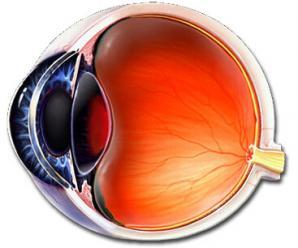 Gözün Yapısı ve Bazı Göz Hastalıkları
