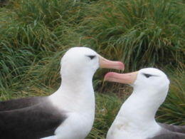 Albatros Kuşu
