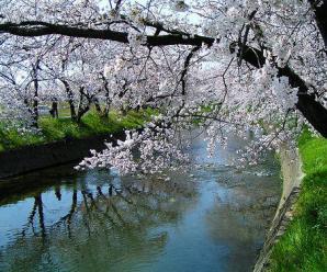 Japonya'nın Felsefi Sembolü; Sakura