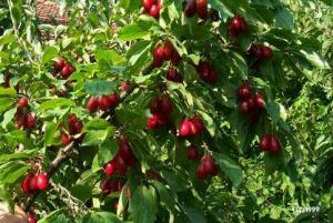 4647_kizilcik_agac