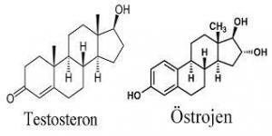 4655_testesteron