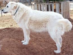 Anadoluya Özgü Bir Köpek Cinsi "Akbaş"