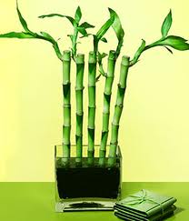 Bambu Nedir? Nerelerde Kullanılır?
