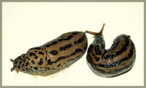 4789_limax1