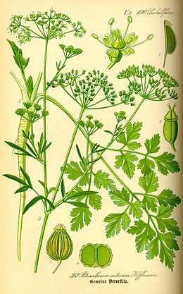 4815_260px-illustration_petroselinum_crispum0